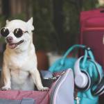 dog carry sling Profile Picture