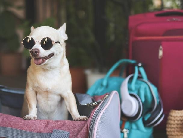 dog carry sling Profile Picture