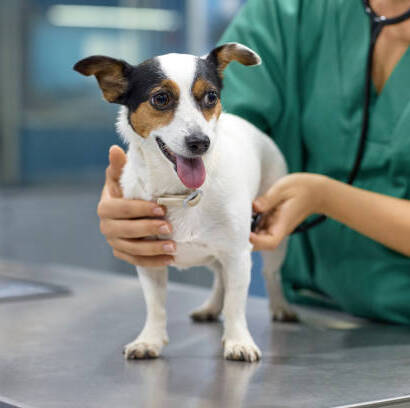 Round-the-Clock Veterinary Care: 24 Hours Vet Services in Singapore - awrc.sg
