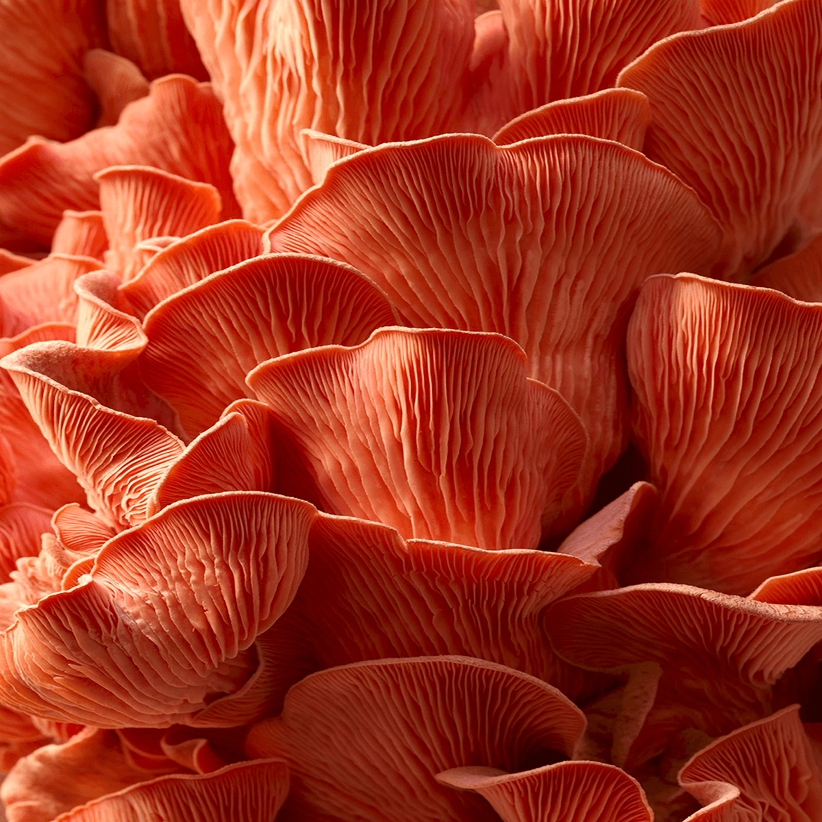 Mycothérapie | Champignons Médicinaux Bienfaits  – MYCELAB